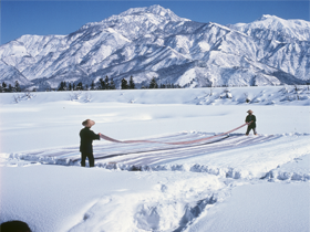 雪ざらし作業写真１